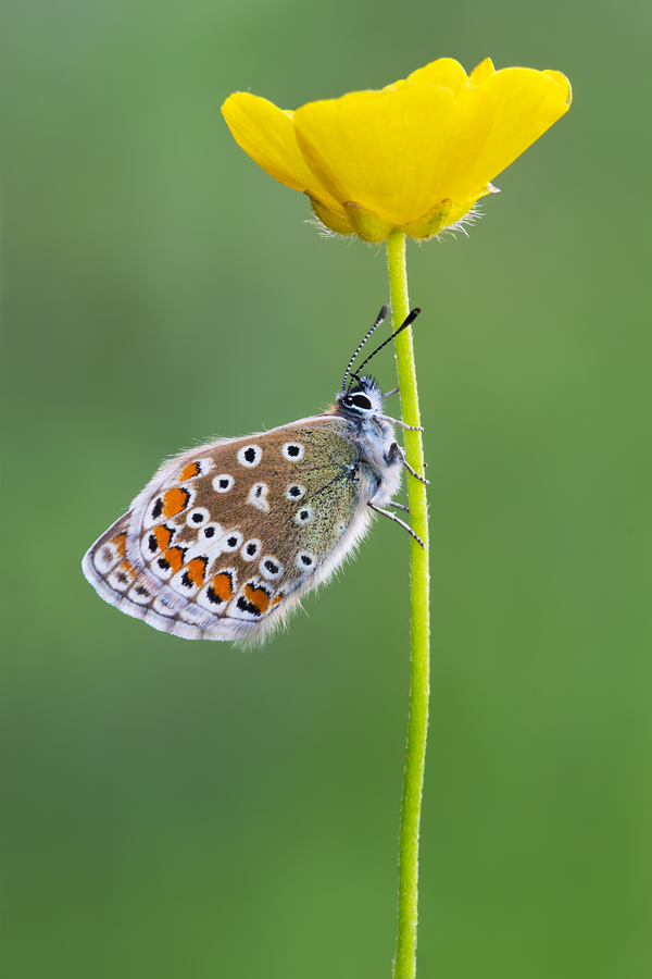 Common Blue female 1